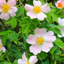 Attēlu rezultāti vaicājumam “Rosa majalis”