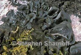 Attēlu rezultāti vaicājumam “Leptogium saturninum”