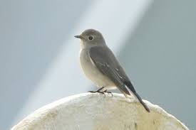 Image result for Ficedula albicilla