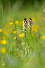 Attēlu rezultāti vaicājumam “Orchis ustulata flower”