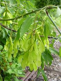 Attēlu rezultāti vaicājumam “Acer negundo leaf”
