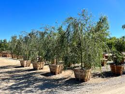 Attēlu rezultāti vaicājumam “Salix x doniana”