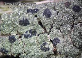 Attēlu rezultāti vaicājumam “Trapeliopsis flexuosa”