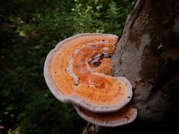 Attēlu rezultāti vaicājumam “Rigidoporus crocatus”