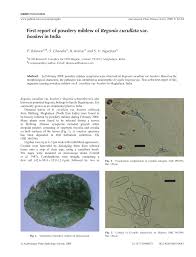 Image result for Begonia cucullata var. Hookeri