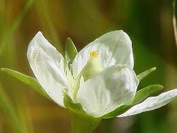 Attēlu rezultāti vaicājumam “Parnassia palustris bud”