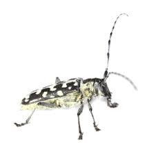 Attēlu rezultāti vaicājumam “Saperda scalaris”