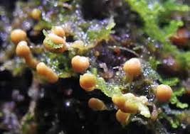 Attēlu rezultāti vaicājumam “Octospora splachnophila”