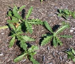 Attēlu rezultāti vaicājumam “Cirsium arvense fruit”