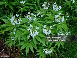 Attēlu rezultāti vaicājumam “Cardamine bulbifera leaf”