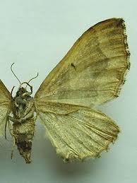 Attēlu rezultāti vaicājumam “Pelurga comitata”