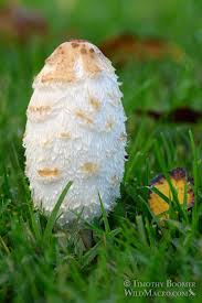 Image result for coprinus