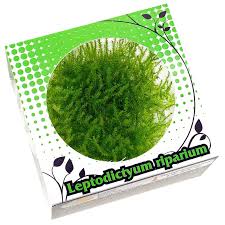 Attēlu rezultāti vaicājumam “Orthotrichum cupulatum var. riparium”