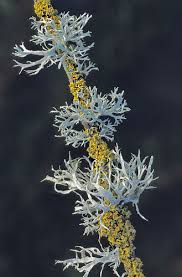 Attēlu rezultāti vaicājumam “Evernia divaricata”