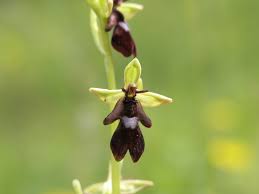 Attēlu rezultāti vaicājumam “Ophrys insectifera leaf”