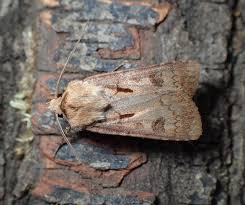 Attēlu rezultāti vaicājumam “Agrotis exclamationis”