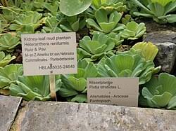 Attēlu rezultāti vaicājumam “Pistia stratiotes”