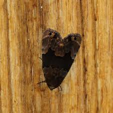 Attēlu rezultāti vaicājumam “Dianema depressum”