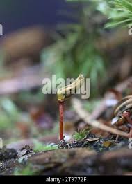 Attēlu rezultāti vaicājumam “Buxbaumia”