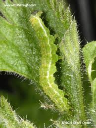 Attēlu rezultāti vaicājumam “Hypena proboscidalis”