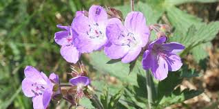 Attēlu rezultāti vaicājumam “Geranium sylvaticum”