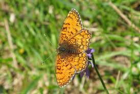 Attēlu rezultāti vaicājumam “Melitaea phoebe upperside”