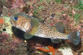 Image result for Diodon hystrix