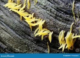 Attēlu rezultāti vaicājumam “Calocera cornea”