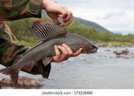 Image result for Thymallus thymallus