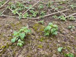 Attēlu rezultāti vaicājumam “Dicranella staphylina”