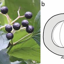 Attēlu rezultāti vaicājumam “Cornus sanguinea fruit”