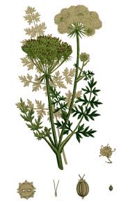 Attēlu rezultāti vaicājumam “Libanotis montana leaf”