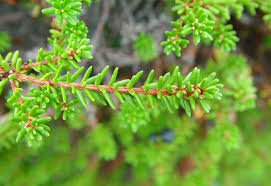 Attēlu rezultāti vaicājumam “Empetrum nigrum”