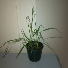 Attēlu rezultāti vaicājumam “Hierochloe odorata”