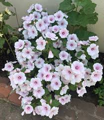 Image result for Lavatera trimestris