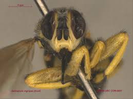 Attēlu rezultāti vaicājumam “Conopidae”