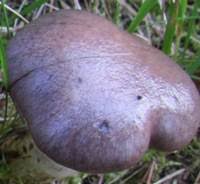 Attēlu rezultāti vaicājumam “Gomphidius glutinosus”