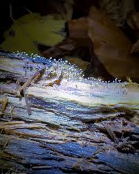 Attēlu rezultāti vaicājumam “Cribraria vulgaris young”