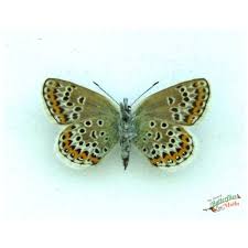 Attēlu rezultāti vaicājumam “Plebejus argus”