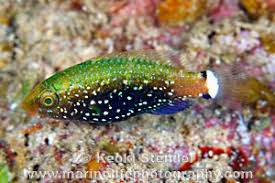 Image result for Scarus niger