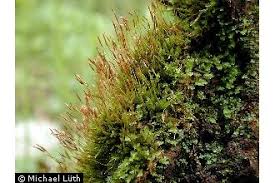 Attēlu rezultāti vaicājumam “Tetraphis pellucida”