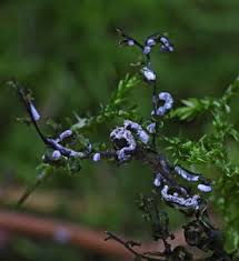 Attēlu rezultāti vaicājumam “Lycogala fuscoolearium macro”