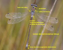 Attēlu rezultāti vaicājumam “Lestes dryas”