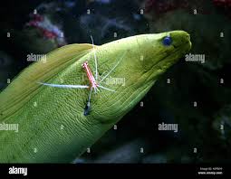 Image result for Gymnothorax funebris