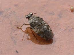 Attēlu rezultāti vaicājumam “Saldula saltatoria”