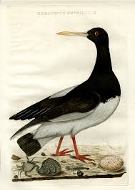 Attēlu rezultāti vaicājumam “Haematopus ostralegus”