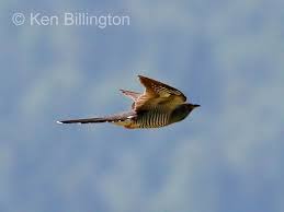 Attēlu rezultāti vaicājumam “Cuculus canorus”