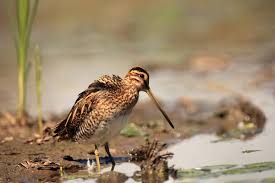 Attēlu rezultāti vaicājumam “Gallinago gallinago eggs”