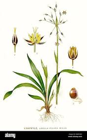 Attēlu rezultāti vaicājumam “Luzula pilosa leaf”