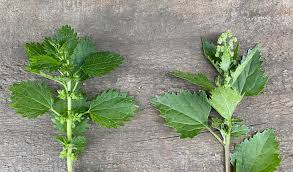 Attēlu rezultāti vaicājumam “Urtica urens leaf”